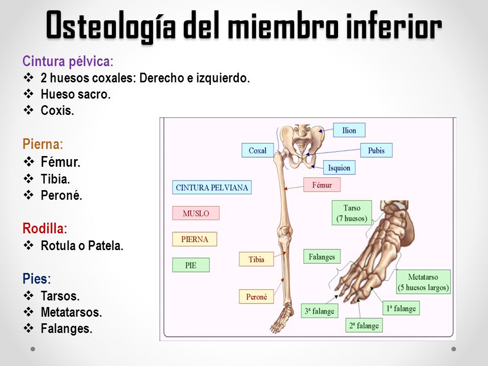 Que es miembro inferior